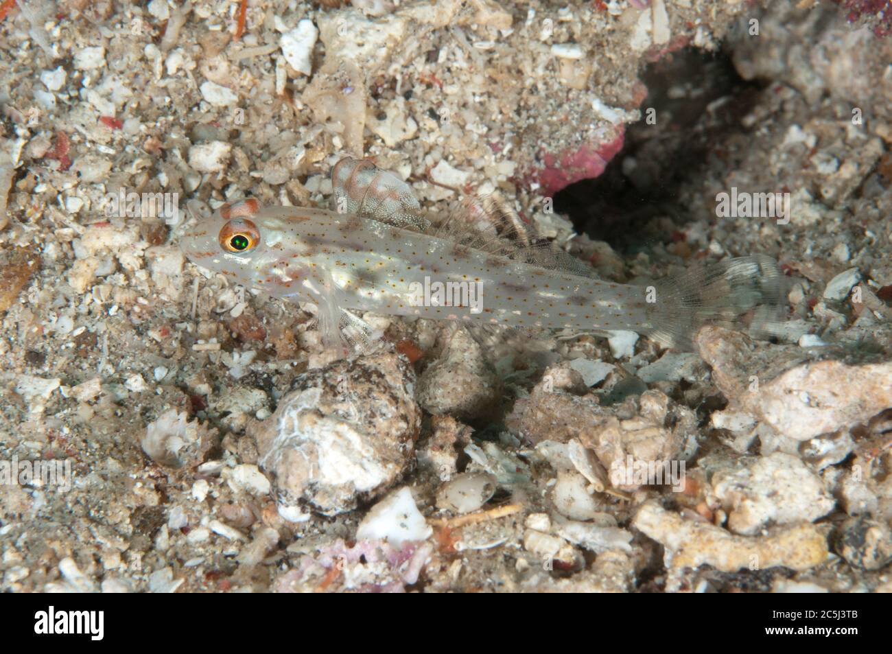 Signalfin Goby, Coryphopterus signipinnis, on sand, Pulau Putus dive site, Lembeh Straits, Sulawesi, Indonesia Stock Photo