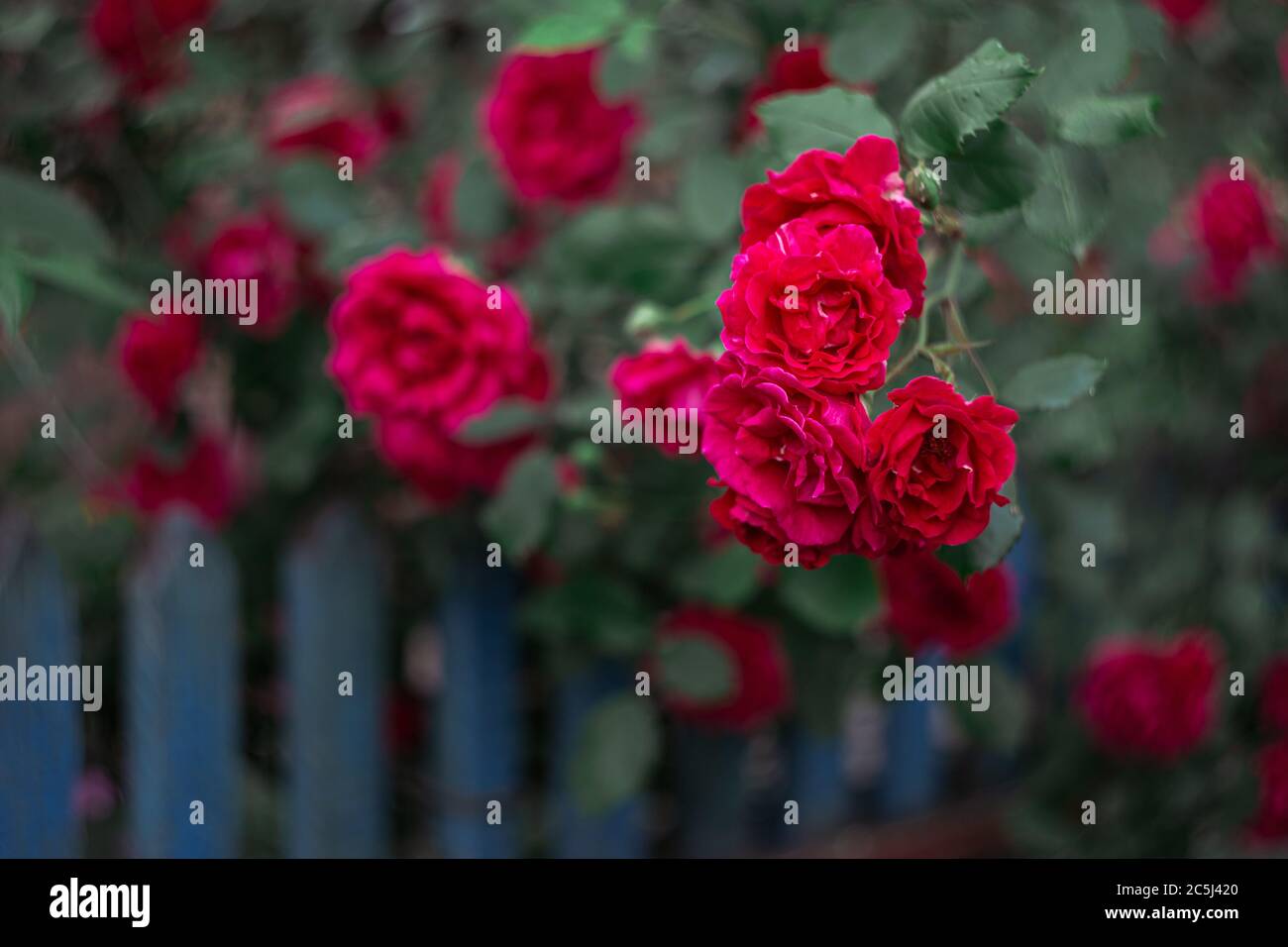 Beautiful dark pink roses near old blue fence in a summer garden.  Dark green background. Selective focus. Stock Photo