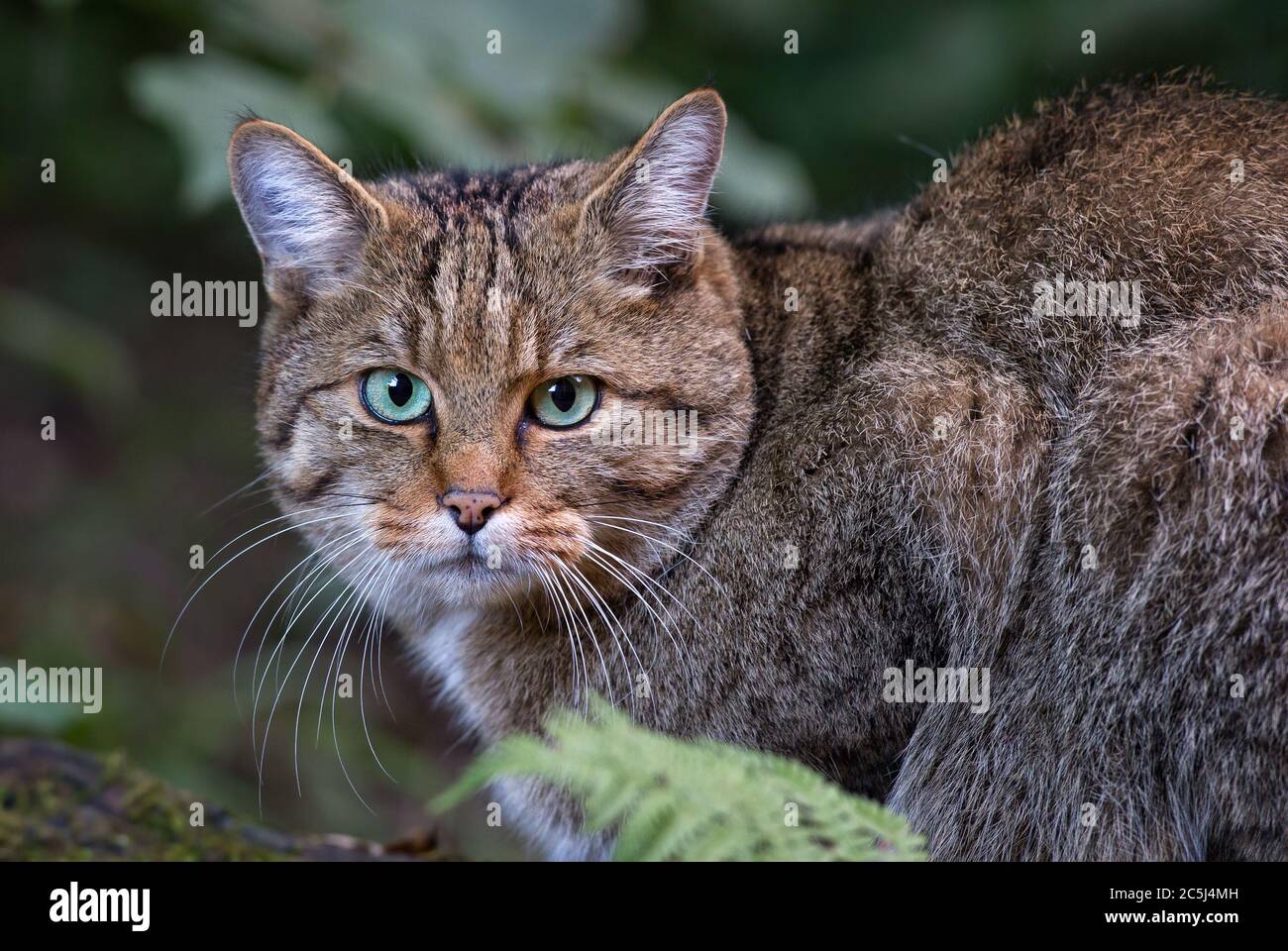 Wildcat - Felis silvestris, beautiful rare wild cat from European forests, Switzerland. Stock Photo