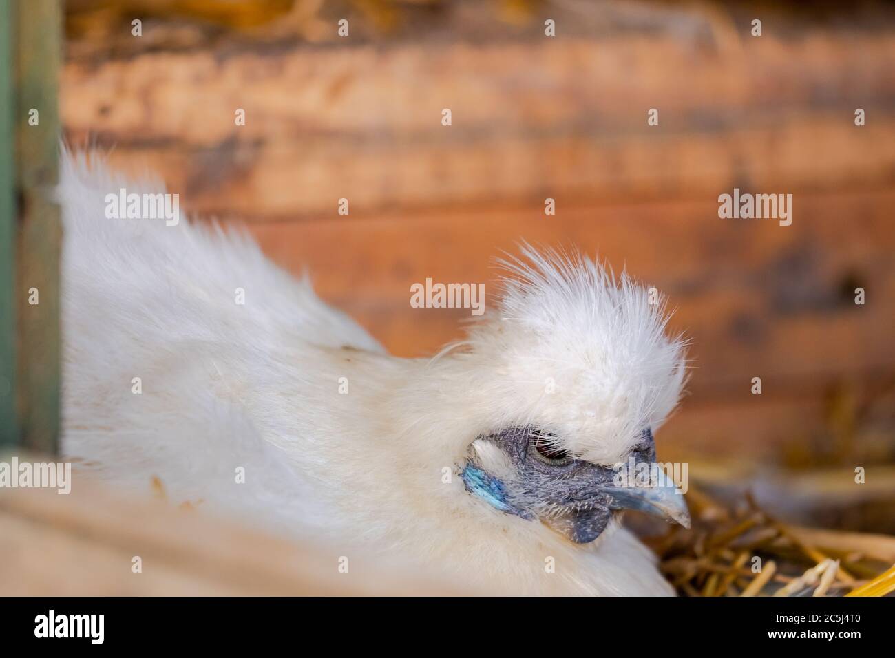Silkie bantam hen seen sitting on a clutch of eggs, as seen in her