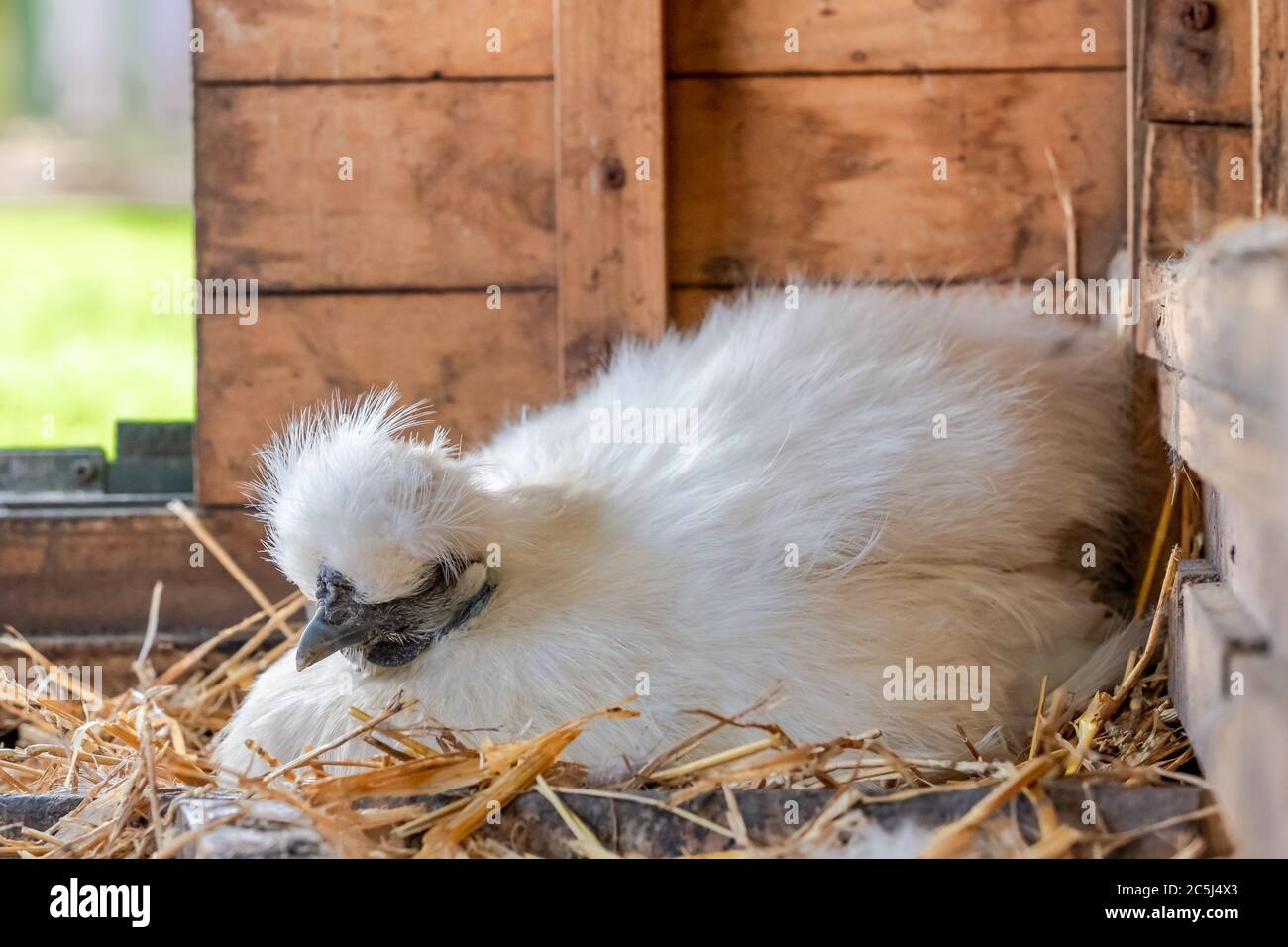 Silkie bantam hen seen sitting on a clutch of eggs, as seen in her