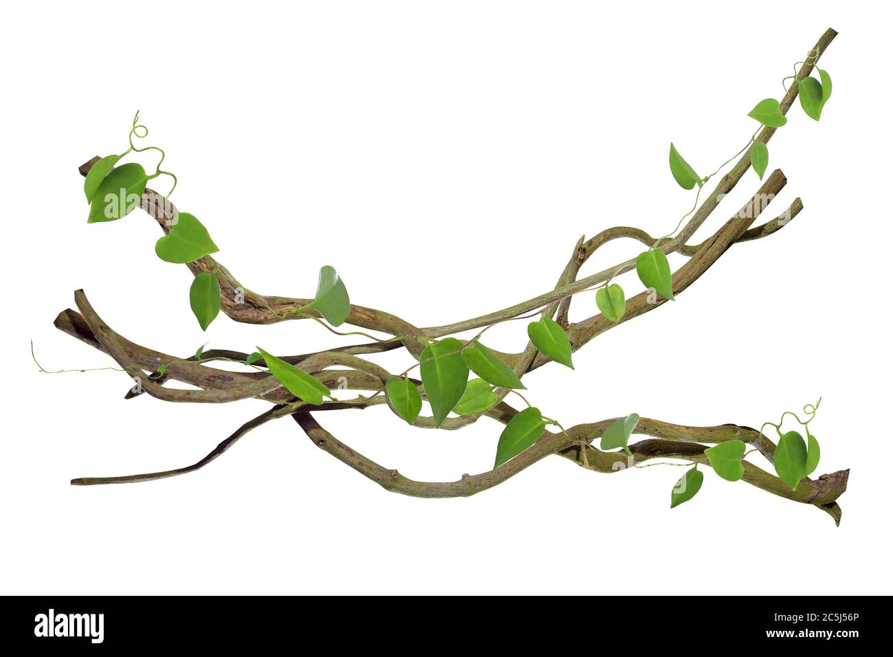 circular vine at the roots. Bush grape or threeleaved wild vine