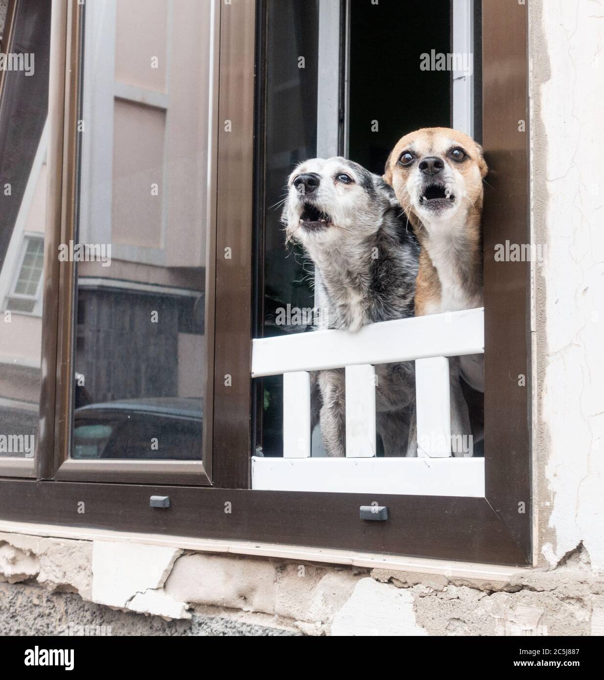 Two dogs barking from apartment window in Spain Stock Photo