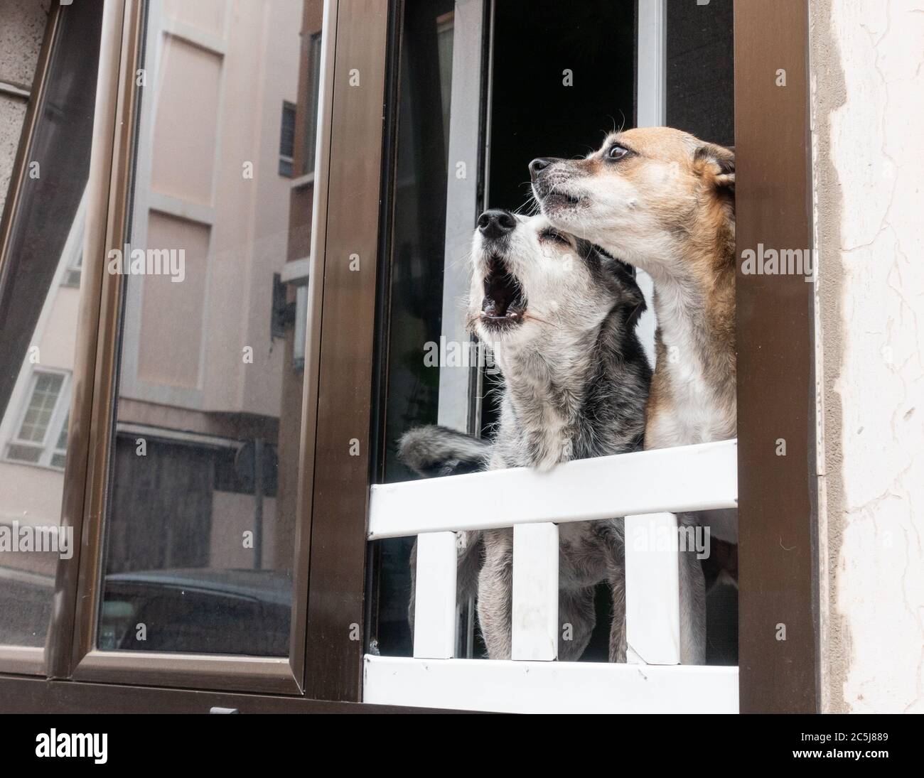 Two dogs barking from apartment window in Spain Stock Photo