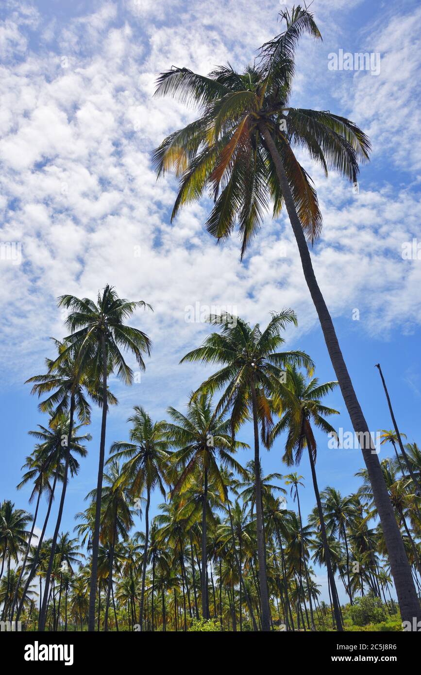 Palm trees grove, Paje, Zanzibar, Tanzania. Zanzibar scenery Stock ...