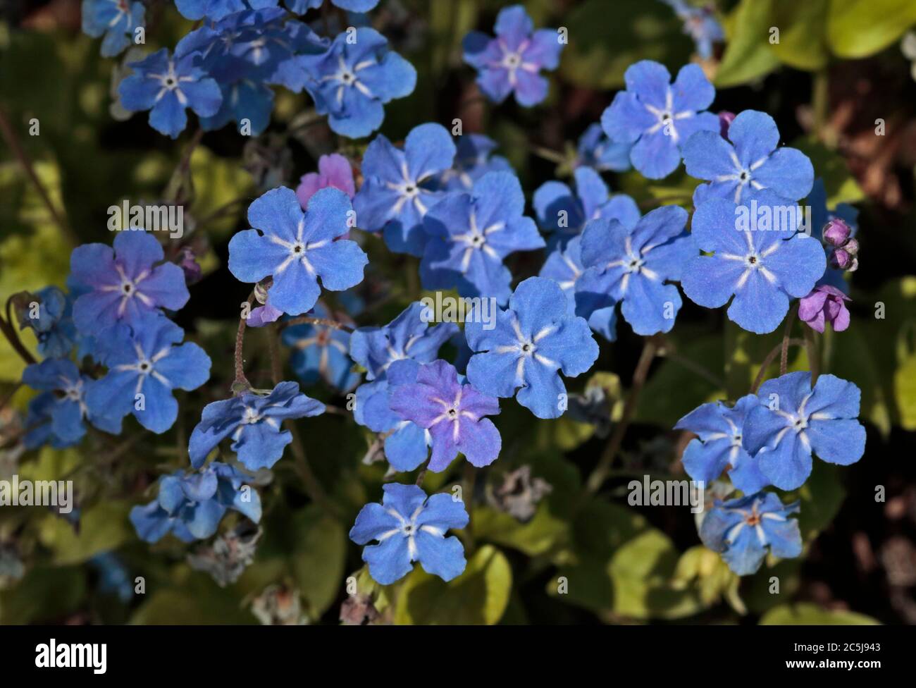 Omphalodes Cappadocica (Cappadocian Navelwort) Stock Photo