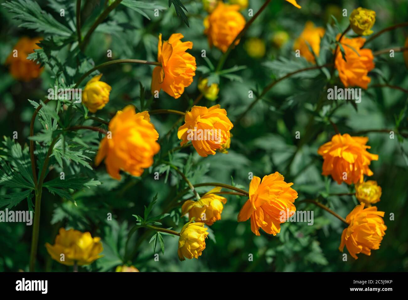 Trollius Sibiricus in botanic garden Oslo, Norway Stock Photo