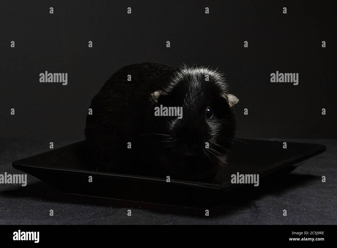 Shiny Black Coat Guinea Pig Stock Photo Photo Inspiration