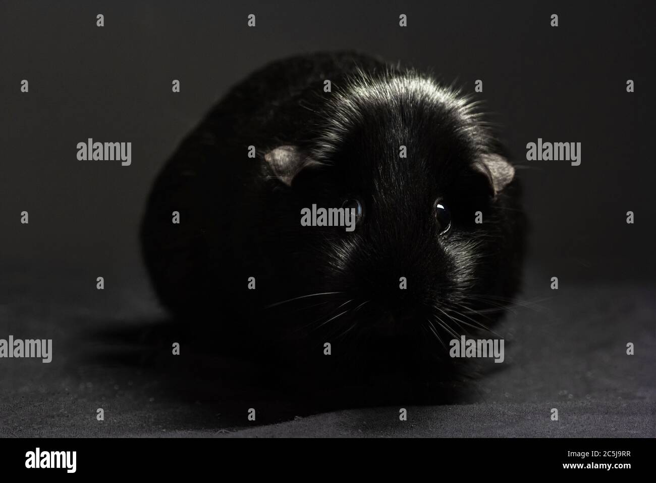 Curated visual reference: Fresh Look at Shiny Black Coat Guinea Pig Stock Photo