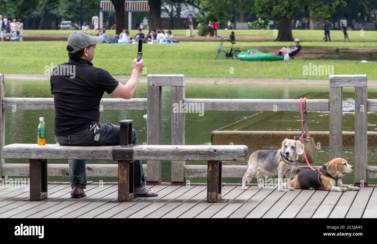 Man sitting on a bench with his dogs, Yoyogi Park, Japan Stock Photo