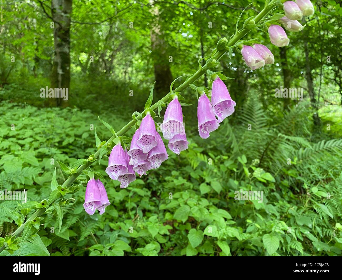 Foxglove -Digitalis purpurea wild flowers Stock Photo