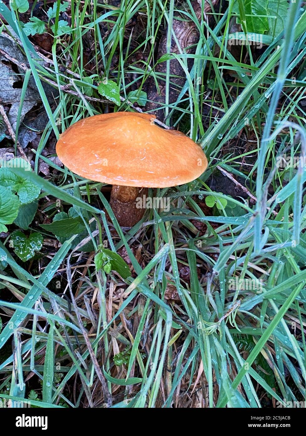 Suillus fungi, Suillus grevillei (Klotzsch) Singer - Larch Bolete mushroom Stock Photo