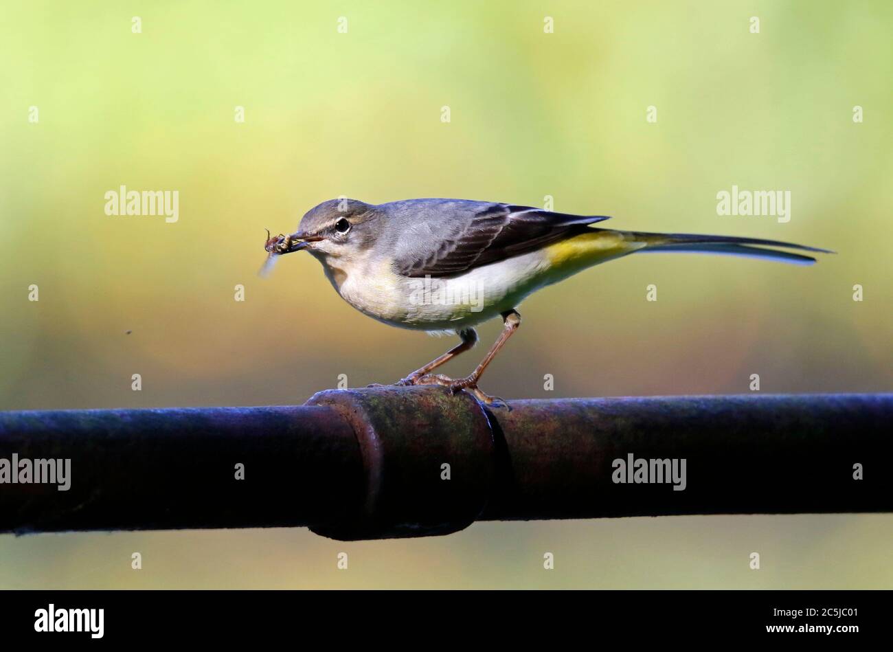 Grey wagtail hunting for insects Stock Photo