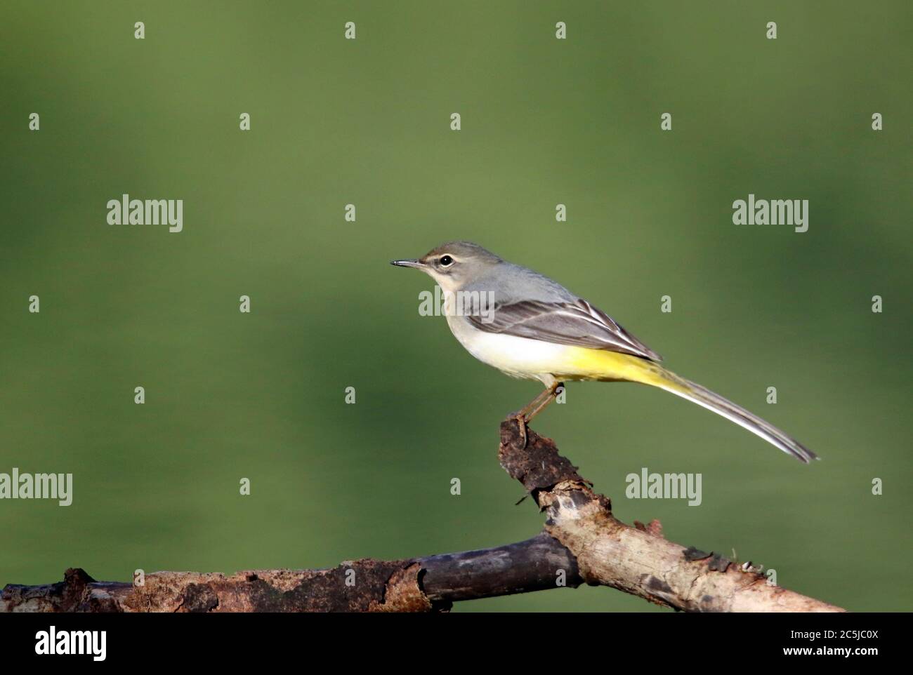 Grey wagtail hunting for insects Stock Photo