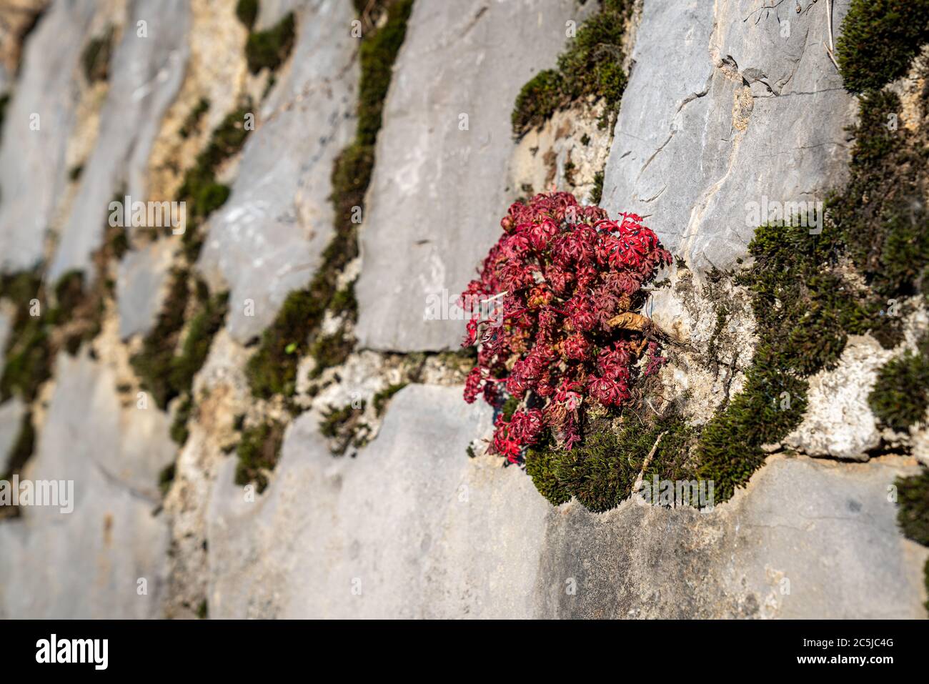 red alpine plant growing on on rock at mountains,sunny day Orobie alps,Italy Stock Photo