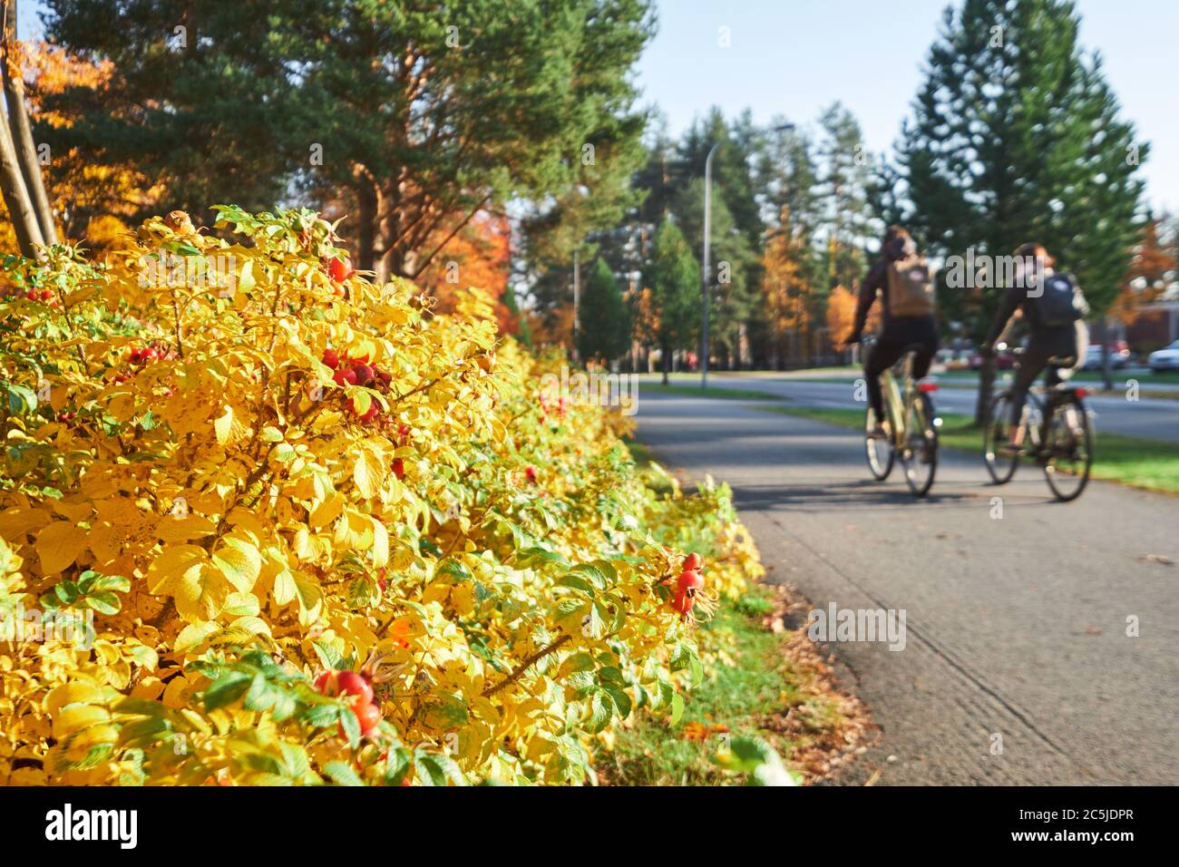 Autumn street with yellow shrubs, moving cyclist on the background Stock Photo
