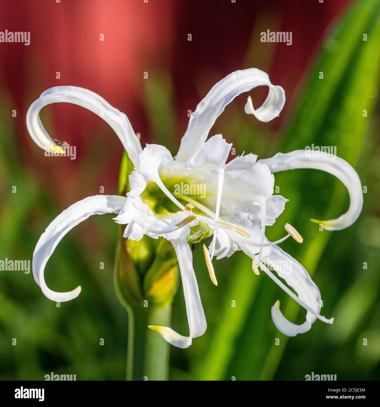 Peruvian Daffodil, Spindellilja (Hymenocallis x festalis) Stock Photo