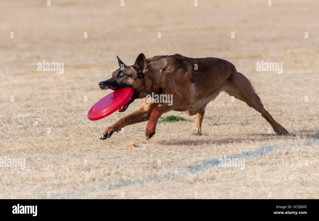 Malinois catching a bright colored disc at the park in the dead grass playing a game Stock Photo