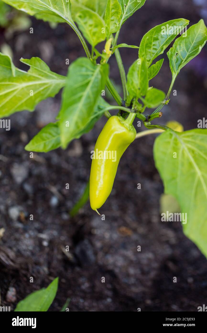 'Hungarian Yellow Wax Hot' Chilli Pepper, Chilipeppar (Capsicum annuum ) Stock Photo