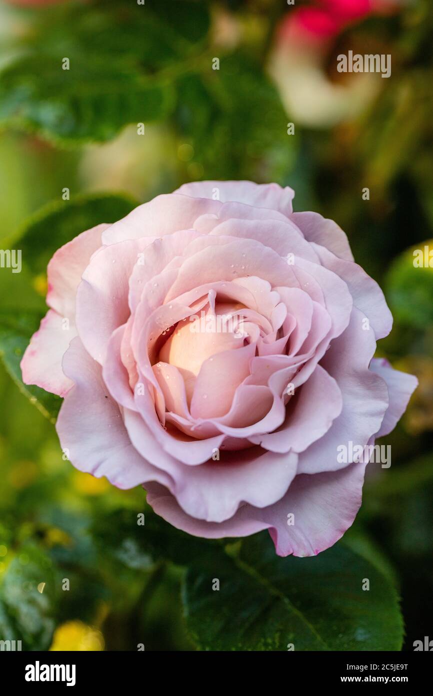 'Waltz Time' Hybrid Tea Rose, Tehybridros (Rosa) Stock Photo