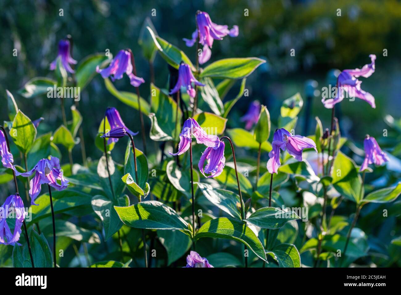 'Floris V' Solitary clematis, Helbladig klematis (Clematis integrifolia) Stock Photo