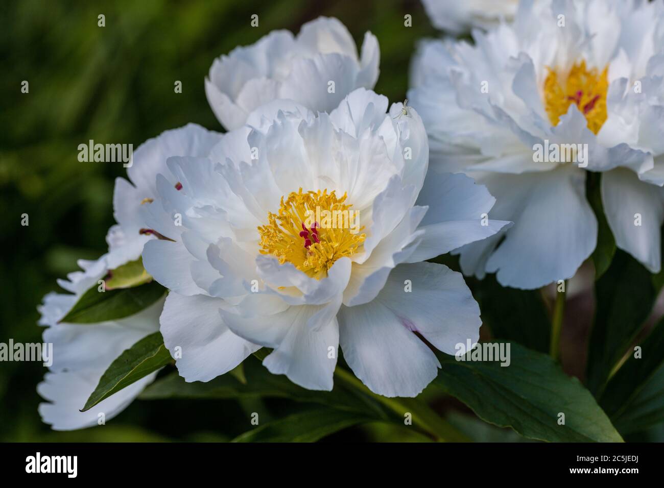 'White Wings' Common garden peony, Luktpion (Paeonia lactiflora) Stock Photo