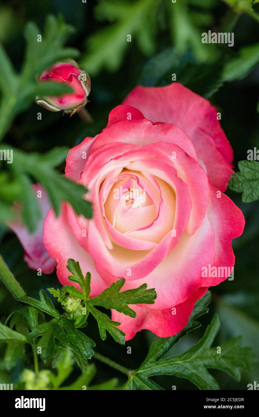 Rose nostalgie hi-res stock photography and images - Alamy