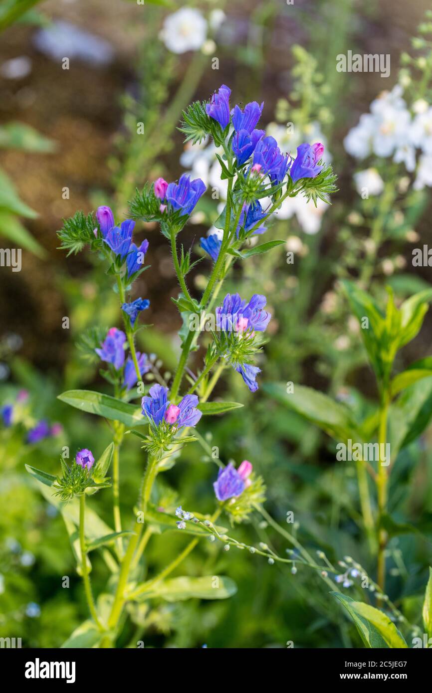'Blue Bedder' Purple viper's-bugloss, Blå snokört (Echium plantagineum) Stock Photo