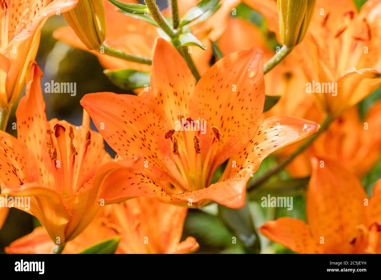 Orange Lily, Saffranslilja (Lilium bulbiferum var croceum) Stock Photo