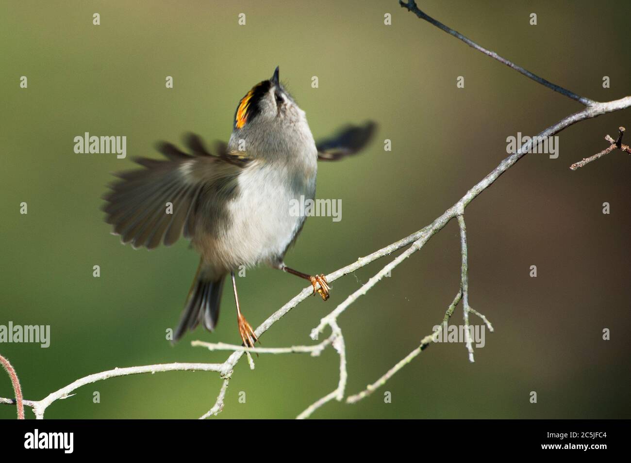 Gateway NRAGolden-crowned kinglet flight Stock Photo - Alamy