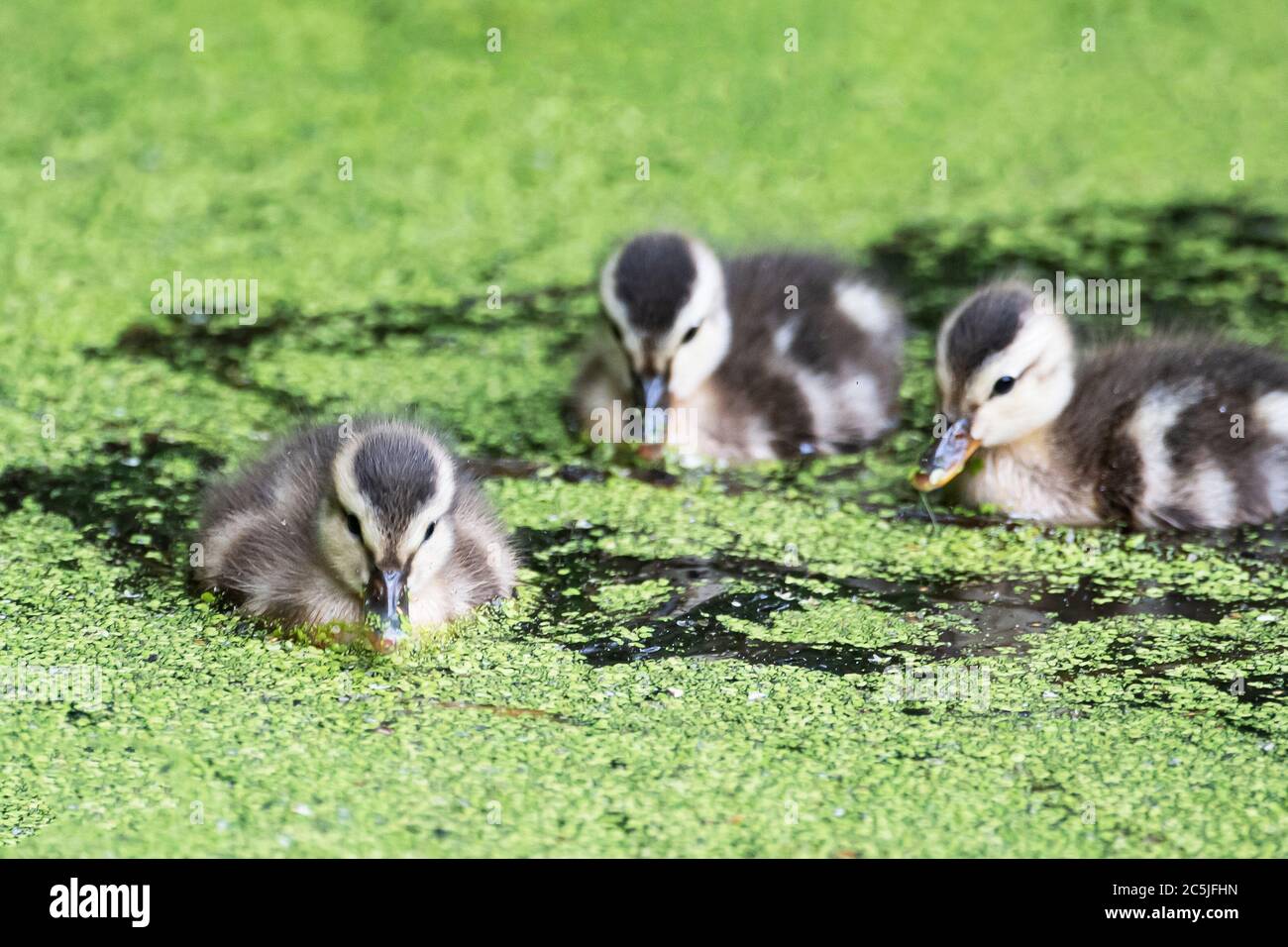 Three gadwall ducklings swimming on fresh water pond in summer Stock Photo