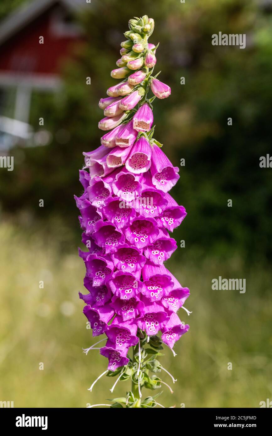 Common Foxglove, Fingerborgsblomma (Digitalis purpurea) Stock Photo