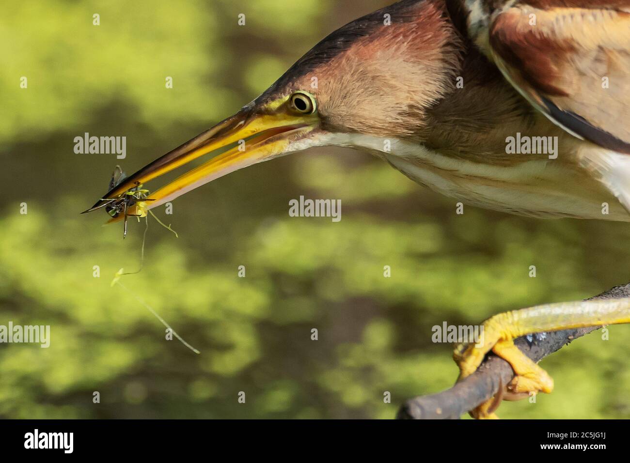 Close-up of least bittern foraging on fresh water pond with prey Stock Photo