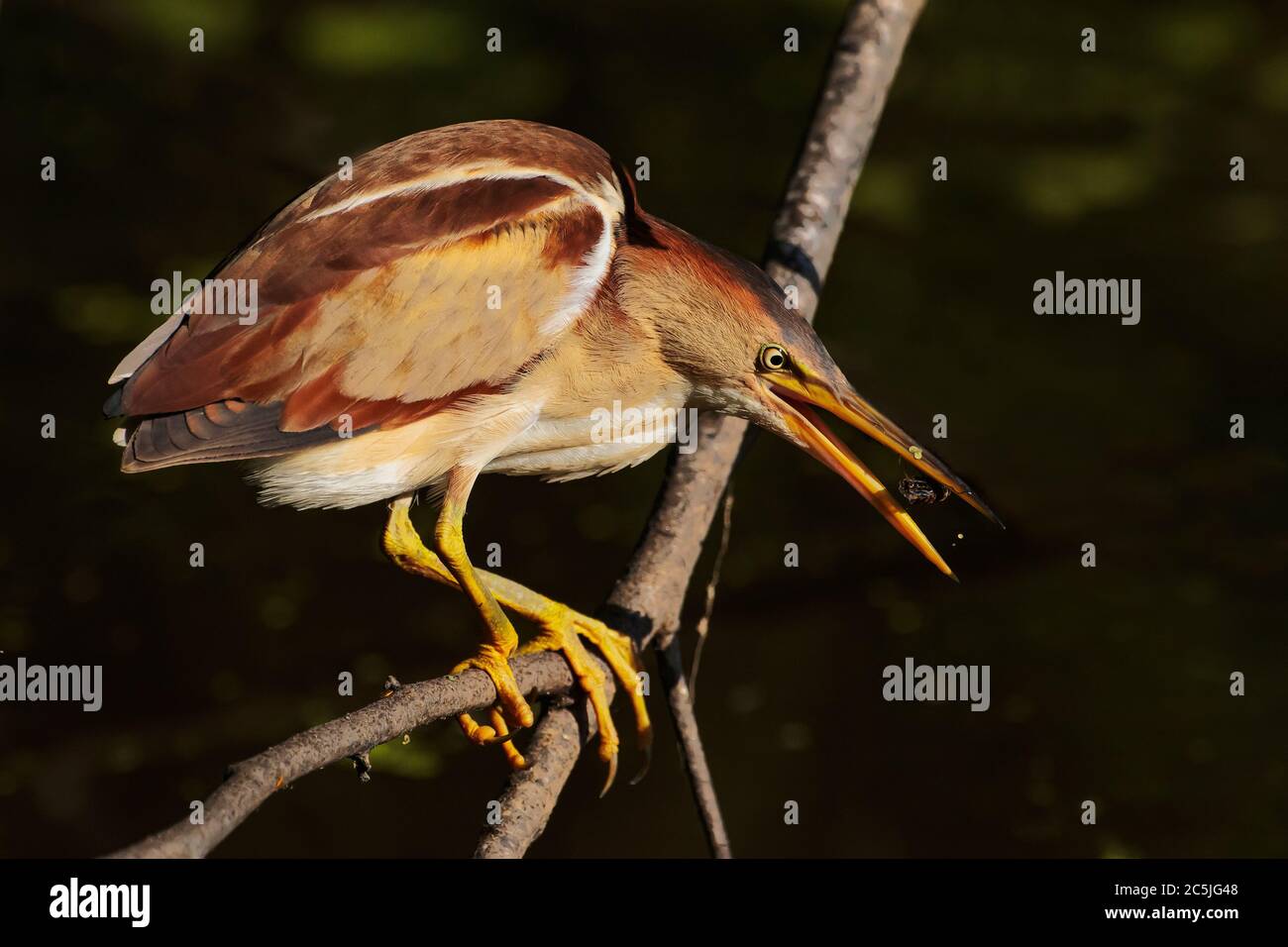 Close-up of least bittern foraging on fresh water pond with prey Stock Photo