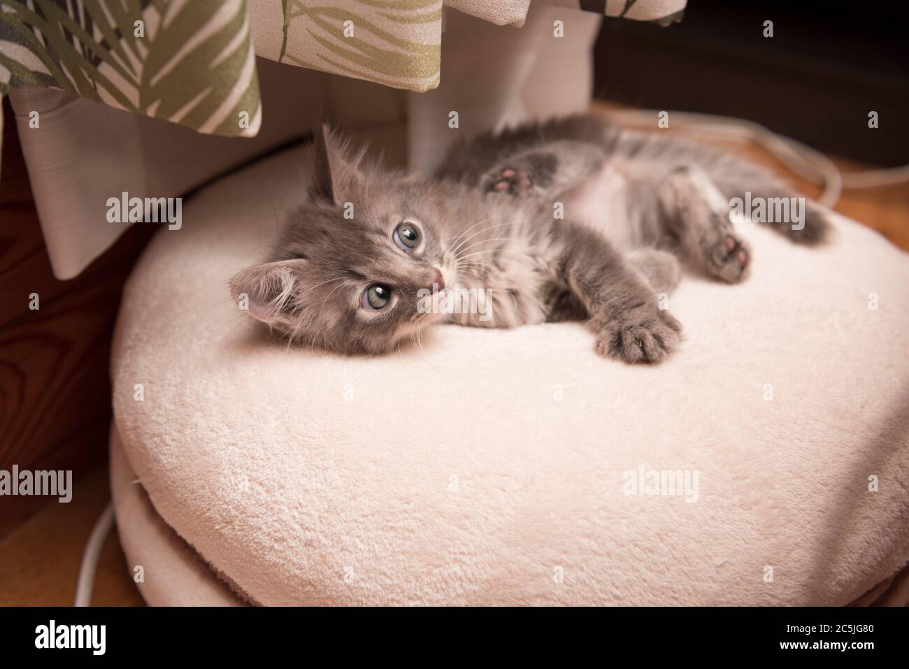 Long haired silver tabby cat hi-res stock photography and images - Alamy