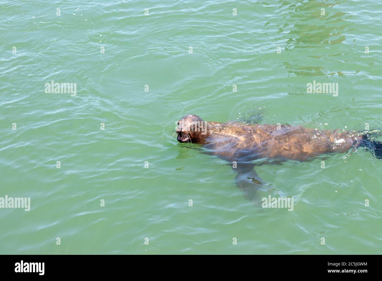 SAN FRANCISCO, CALIFORNIA, UNITED STATES - MAY 4, 2019: View of Sea Lions swimming off Pier 39 Stock Photo