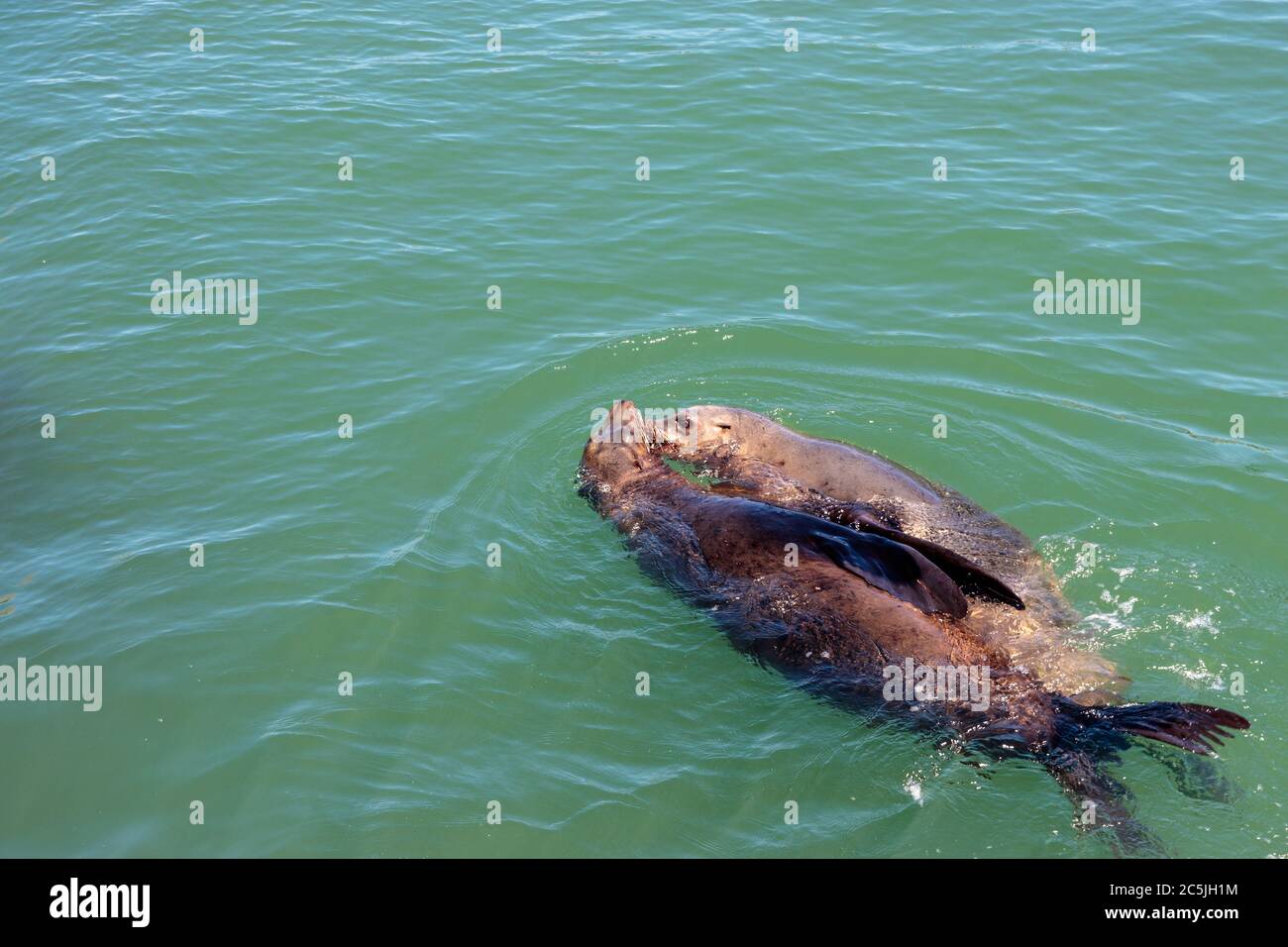 SAN FRANCISCO, CALIFORNIA, UNITED STATES - MAY 4, 2019: View of Sea Lions swimming off Pier 39 Stock Photo