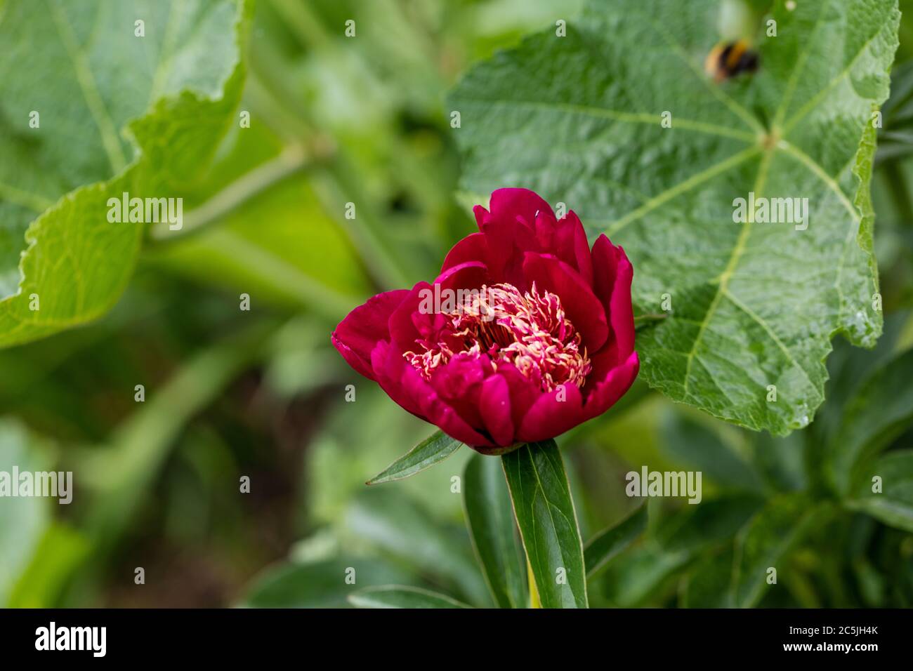 'Sword Dance' Common garden peony, Luktpion (Paeonia lactiflora) Stock Photo