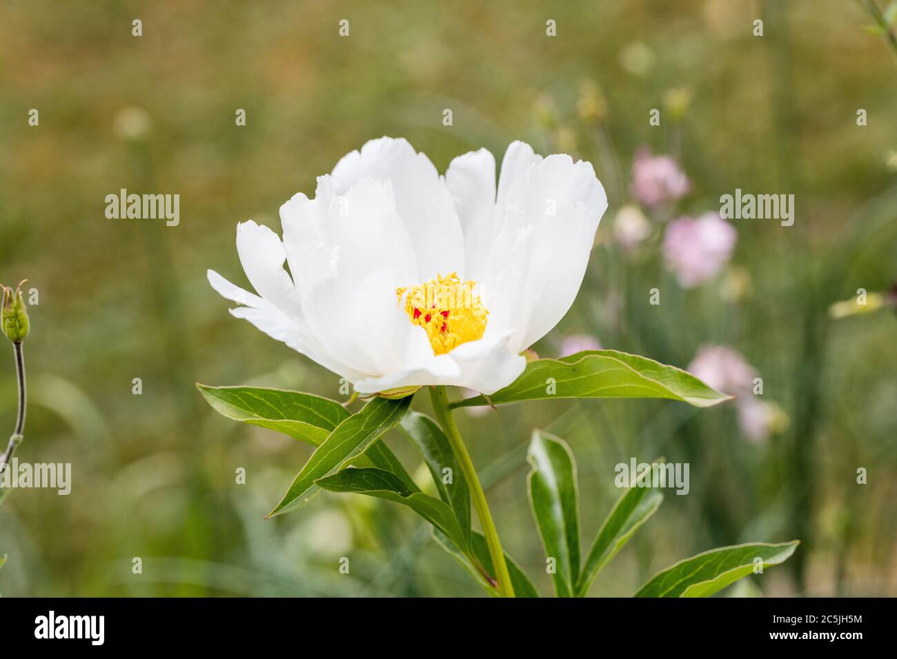 'Krinkled White' Common garden peony, Luktpion (Paeonia lactiflora) Stock Photo