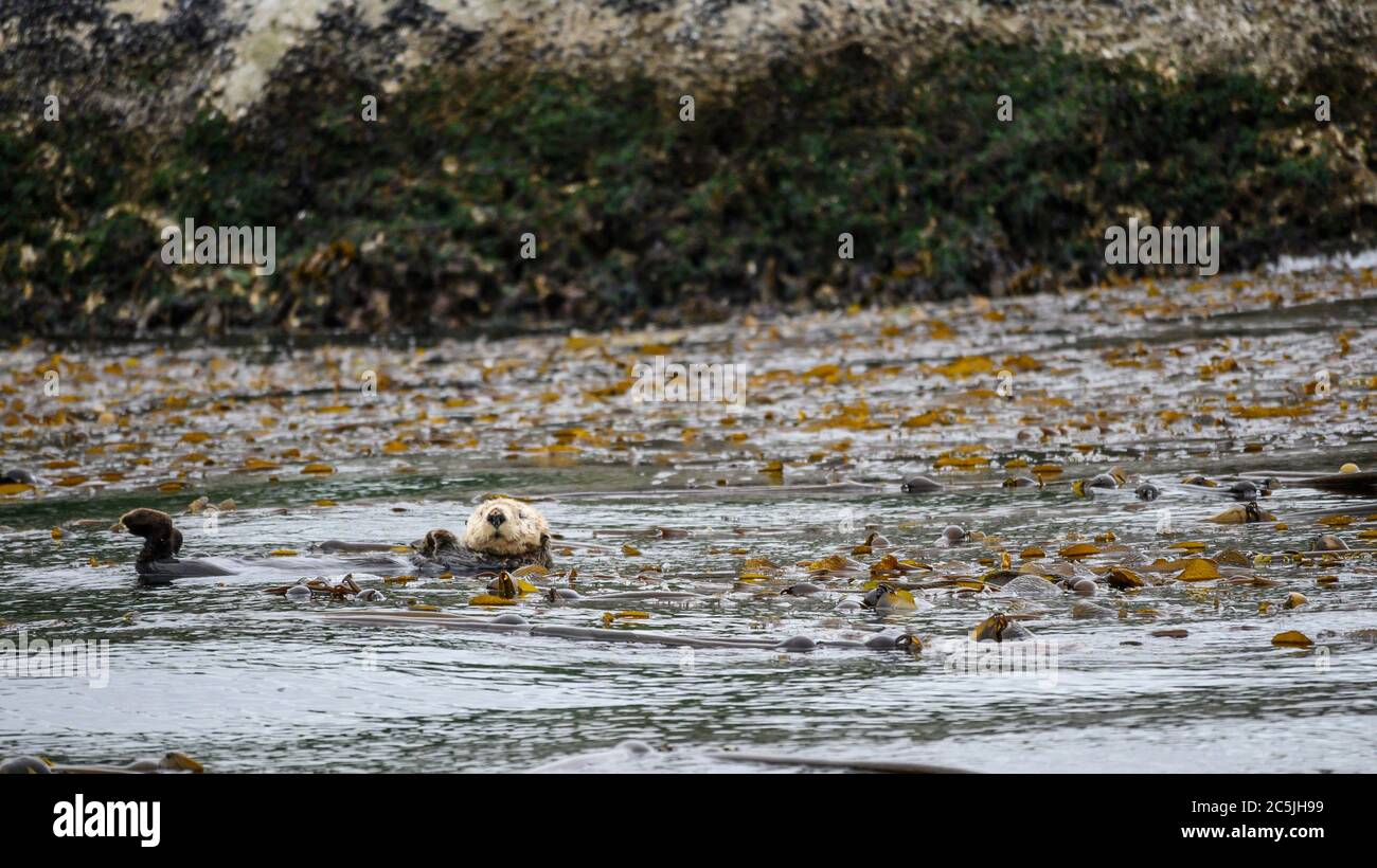 Sea otter (Enhydra lutris) floating in the ocean near Seiku, Washington Stock Photo