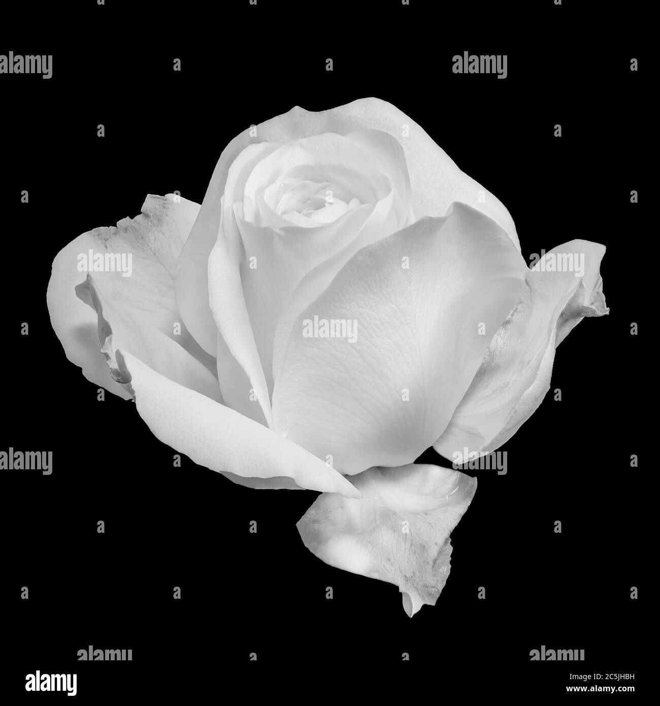 A rose flower in a black burger box Stock Photo - Alamy