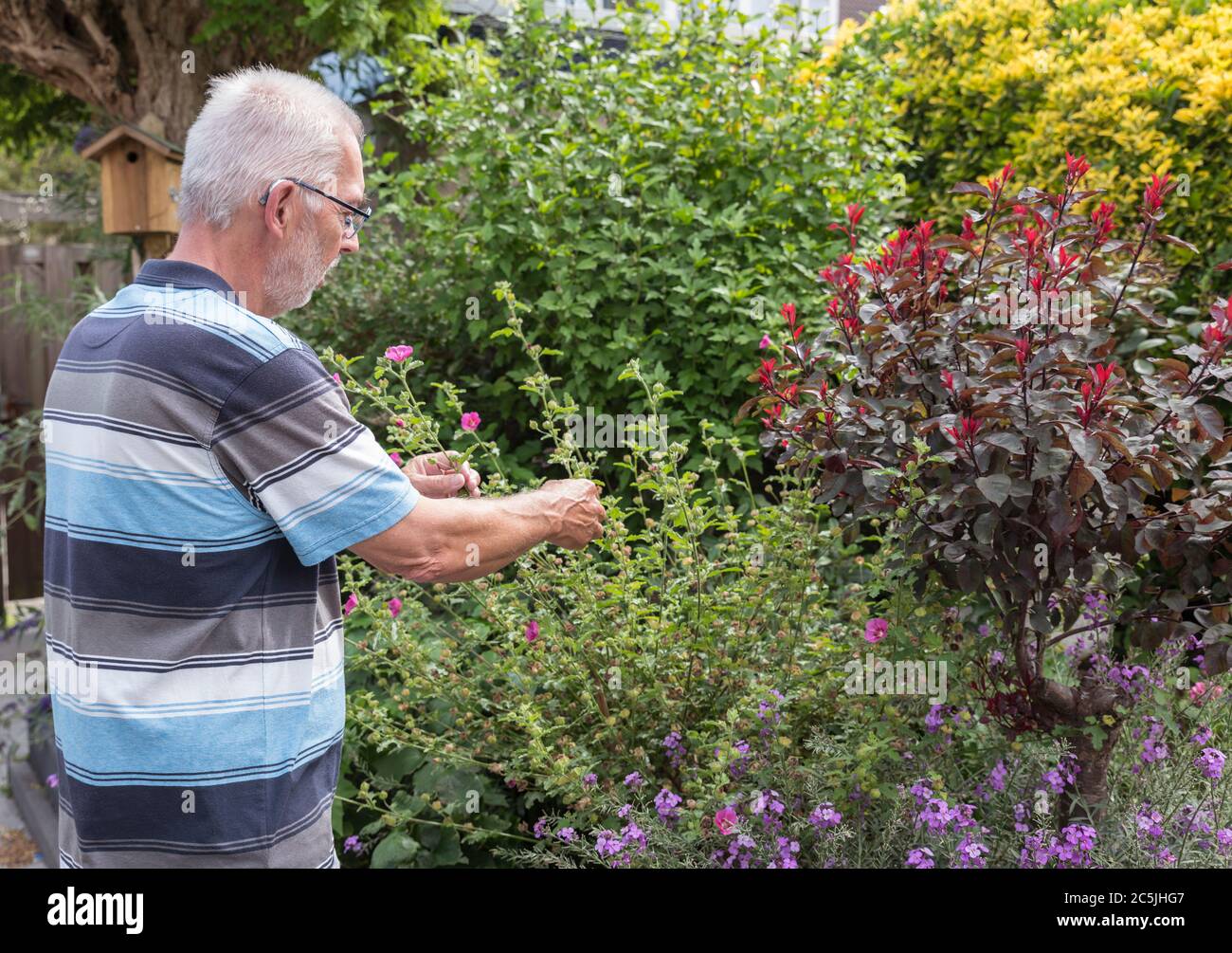 Man Woking In His Garden Full Of Flowers As Petunia Trees And Other Flowring Plants And Picking Off Dead Flowers With His Hands In A English Garden Stock Photo Alamy