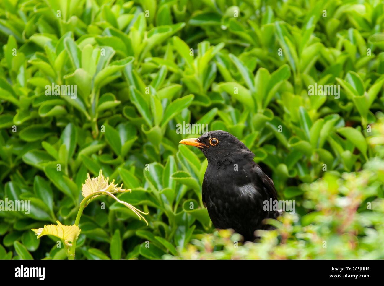 Male Blackbird with white patch on breast Stock Photo