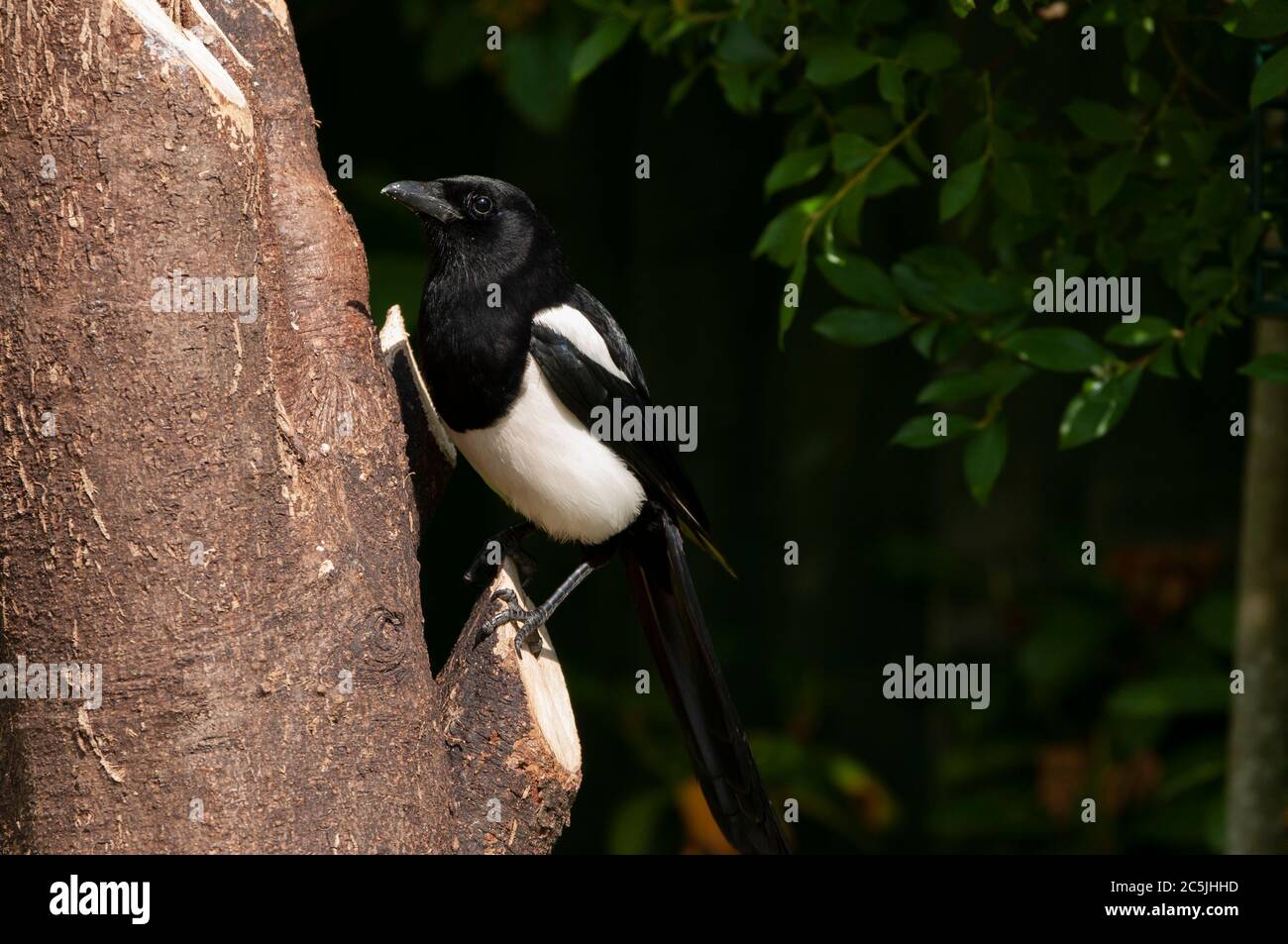 Magpie on tree trunk Stock Photo