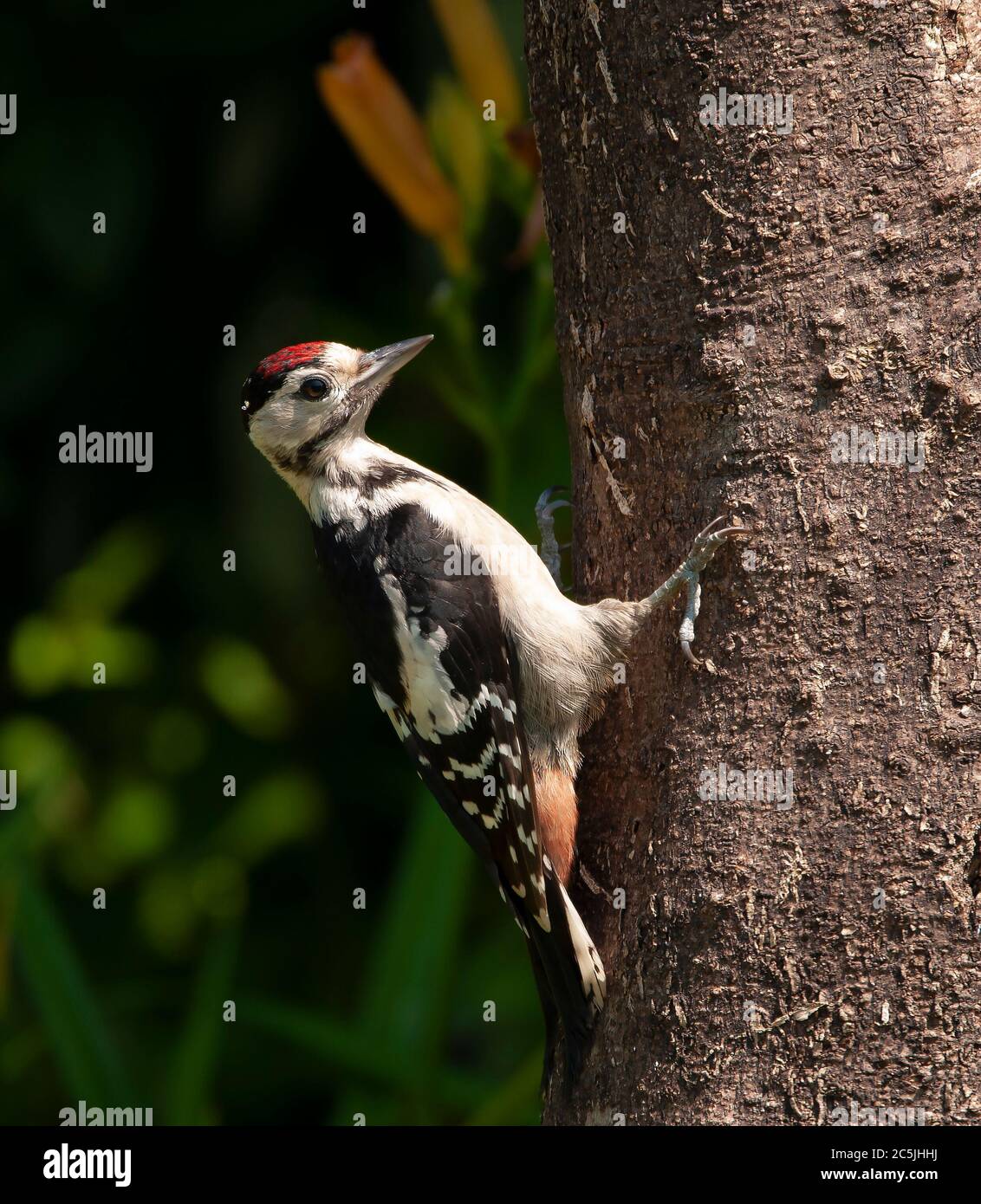 Juvenile Great Spotted Woodpecker on home made tree trunk suet feeder, photographed in my garden Stock Photo