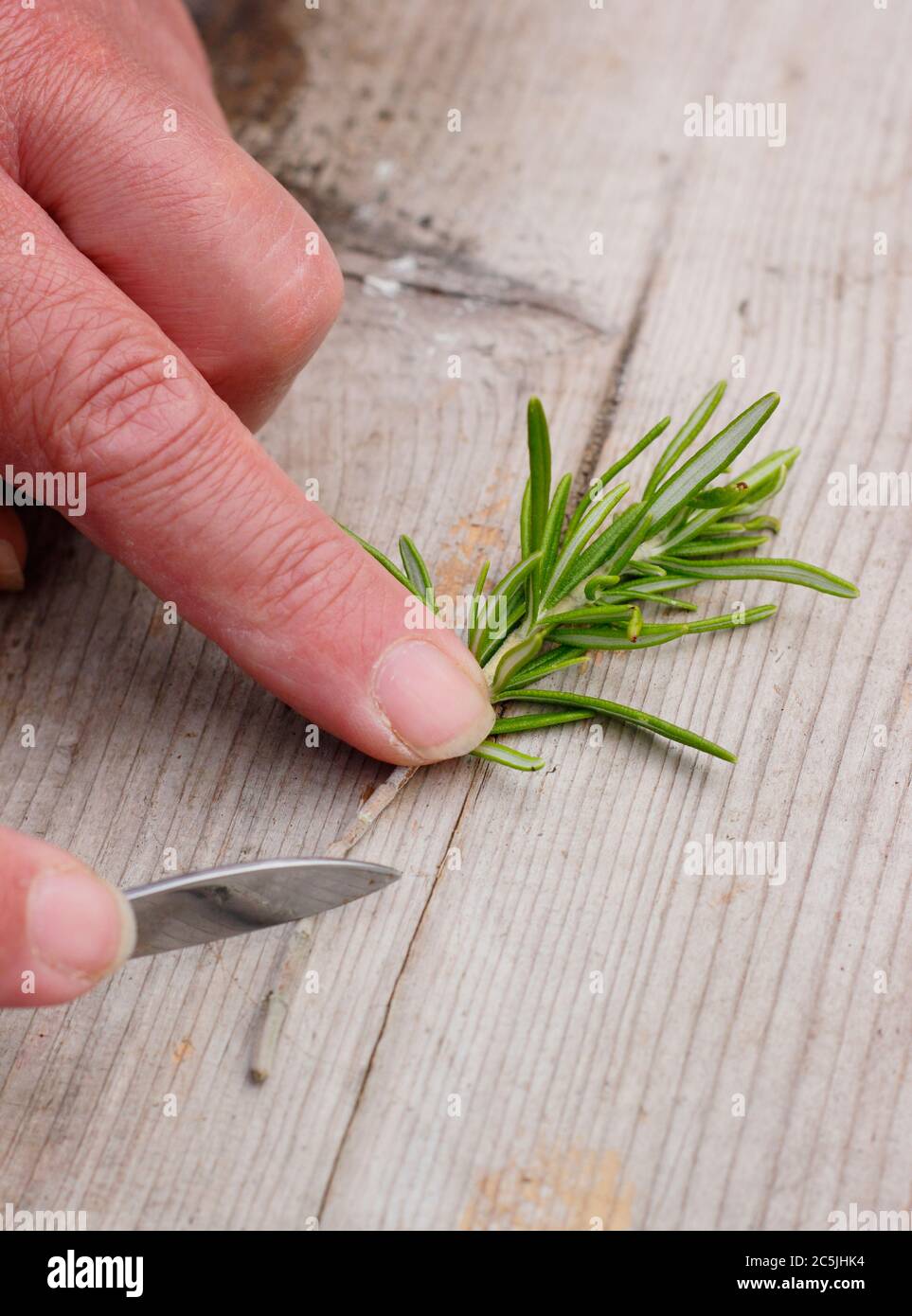 Rosmarinus officinalis. Preparing a rosemary cutting for propagation by cutting the base of a stem below a leaf node Stock Photo