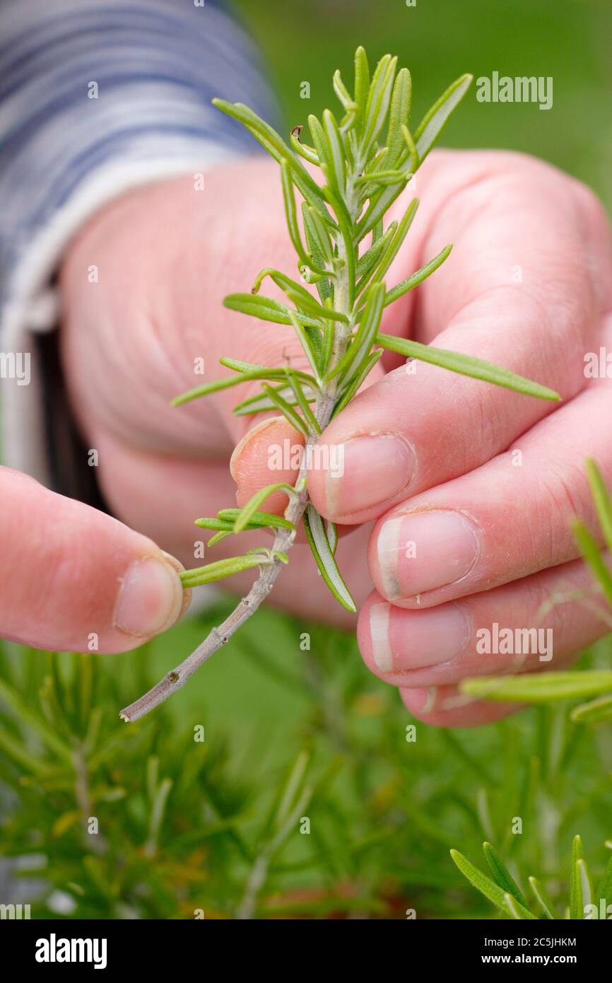 Rosmarinus officinalis. Preparing rosemary cuttings for propagation by removing the lower leaves. Stock Photo