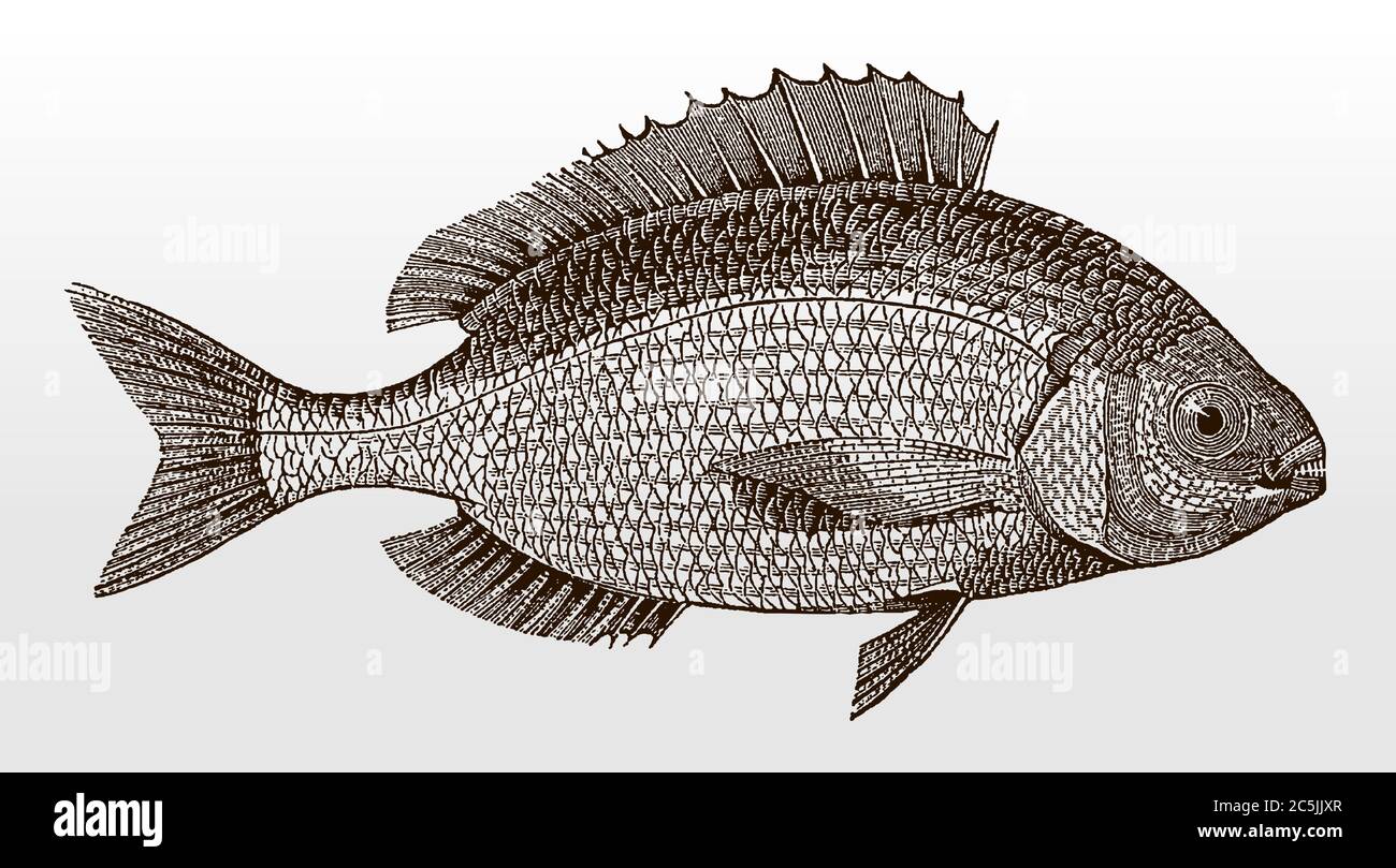 Blackspot seabream, pagellus bogaraveo, an important marine food fish from the eastern Atlantic Ocean in side view after an illustration from 19c Stock Vector