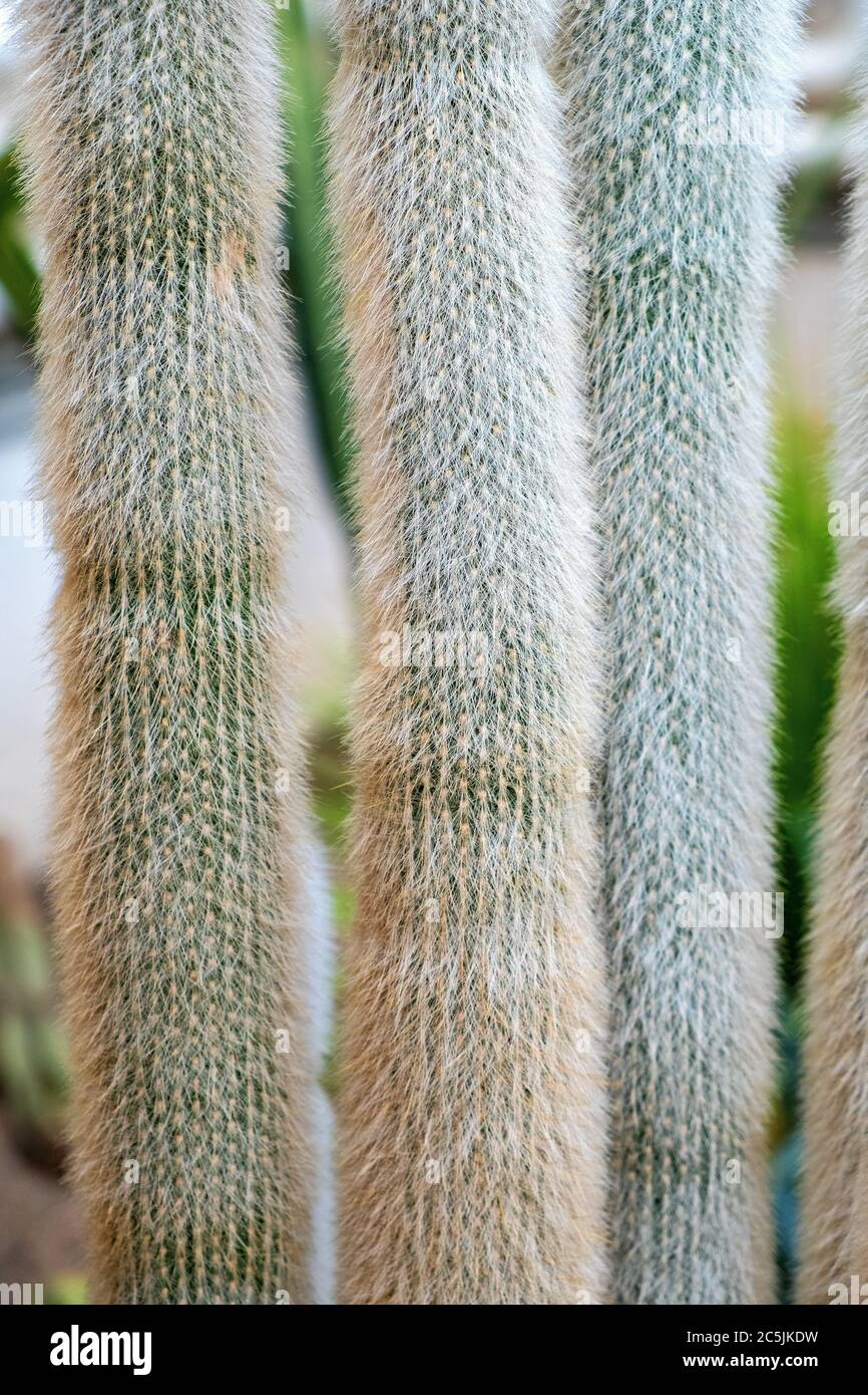 Silver torch cactus plant - latin Cleistocactus strausii - known as Silver torch or Wooly torch, native to mountainous Bolivia, in botanical garden Stock Photo