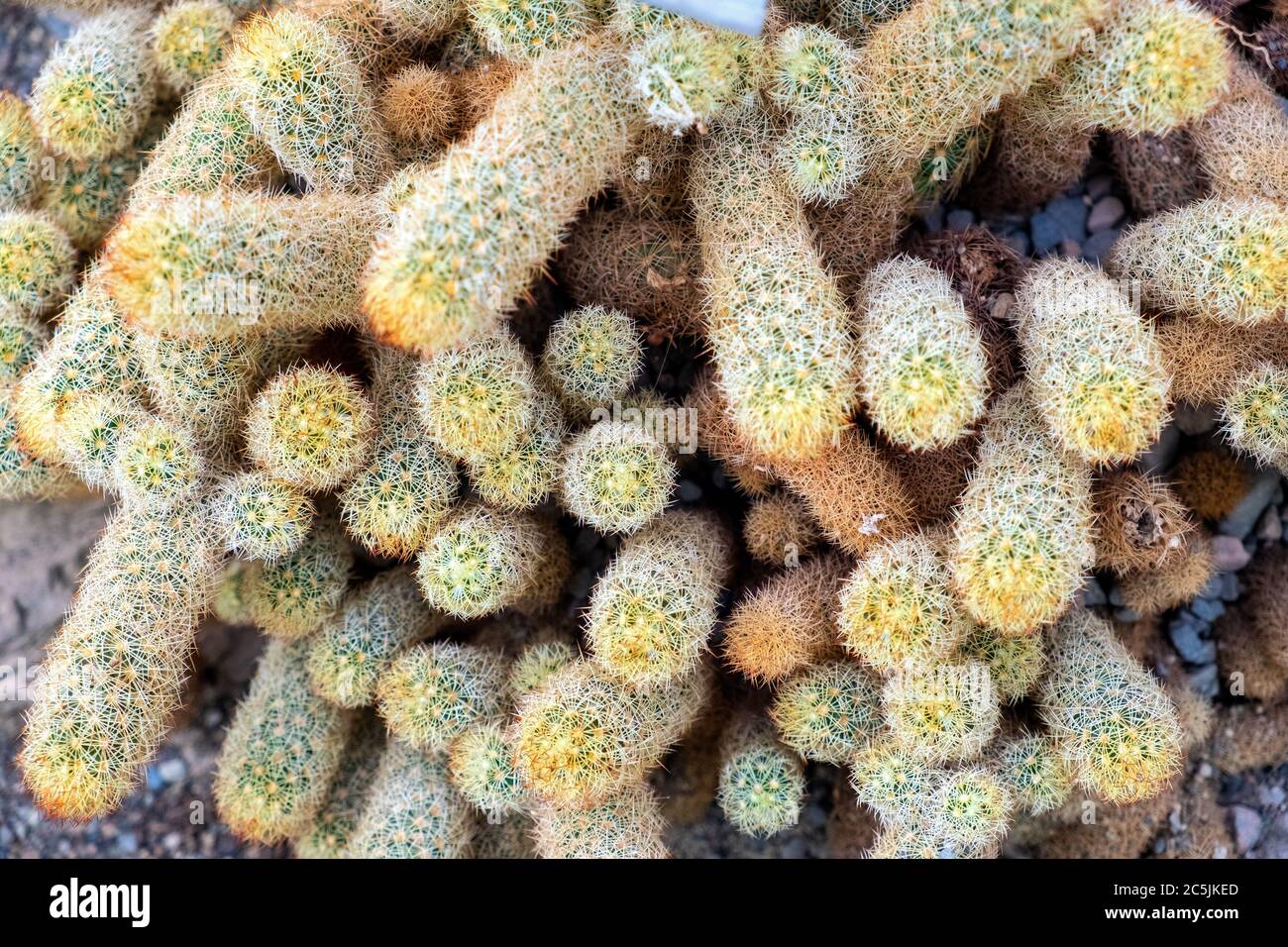 Thicket of Gold lace cactus plant - latin Mammillaria elongate - also known as Ladyfinger cactus native to central Mexico, in a botanical garden Centr Stock Photo